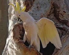 Sulphur-crested Cockatoo