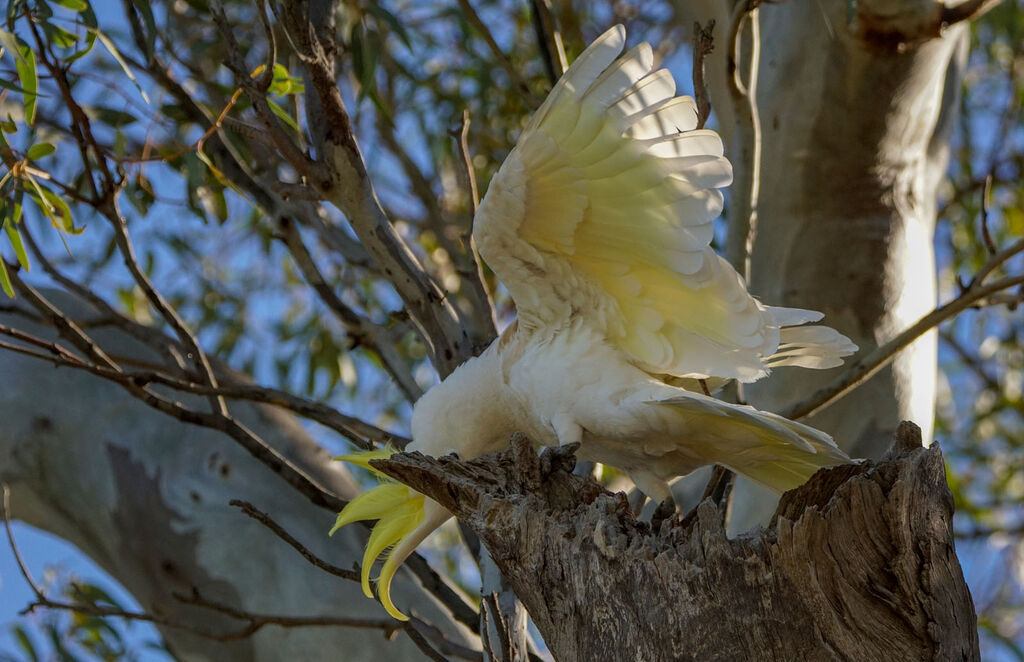 Sulphur-crested Cockatoo