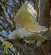 Sulphur-crested Cockatoo