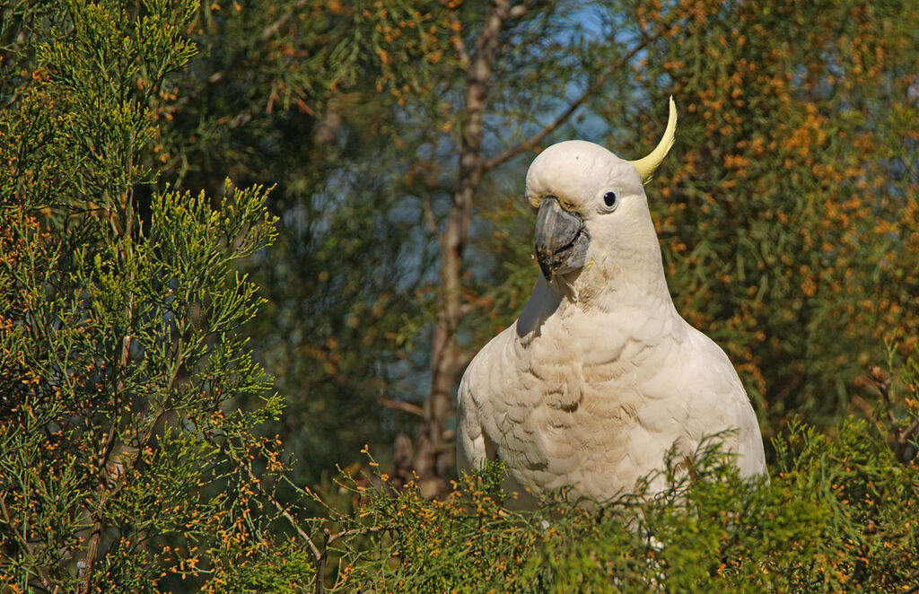 Sulphur-crested Cockatoo