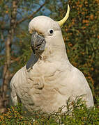 Sulphur-crested Cockatoo