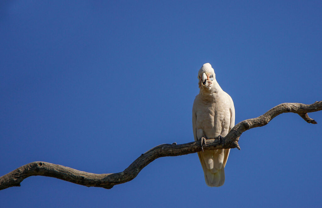 Little Corella