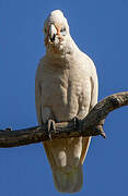 Little Corella