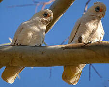 Little Corella