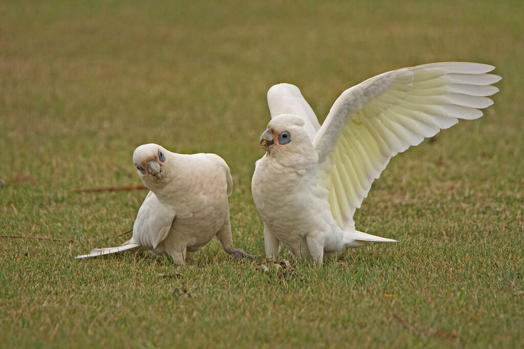 Cacatoès corella