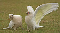 Cacatoès corella