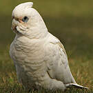 Cacatoès corella