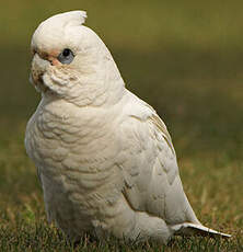 Cacatoès corella