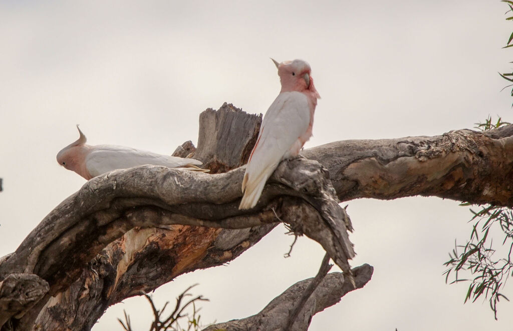 Pink Cockatooadult