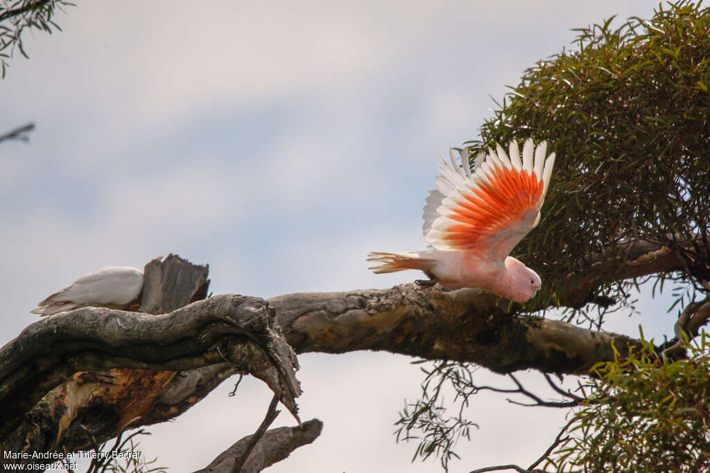 Major Mitchell's Cockatoo, pigmentation, Flight