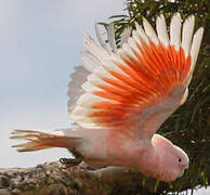 Major Mitchell's Cockatoo