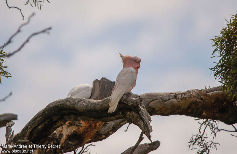 Pink Cockatooadult, habitat, pigmentation