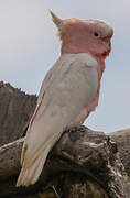 Pink Cockatoo