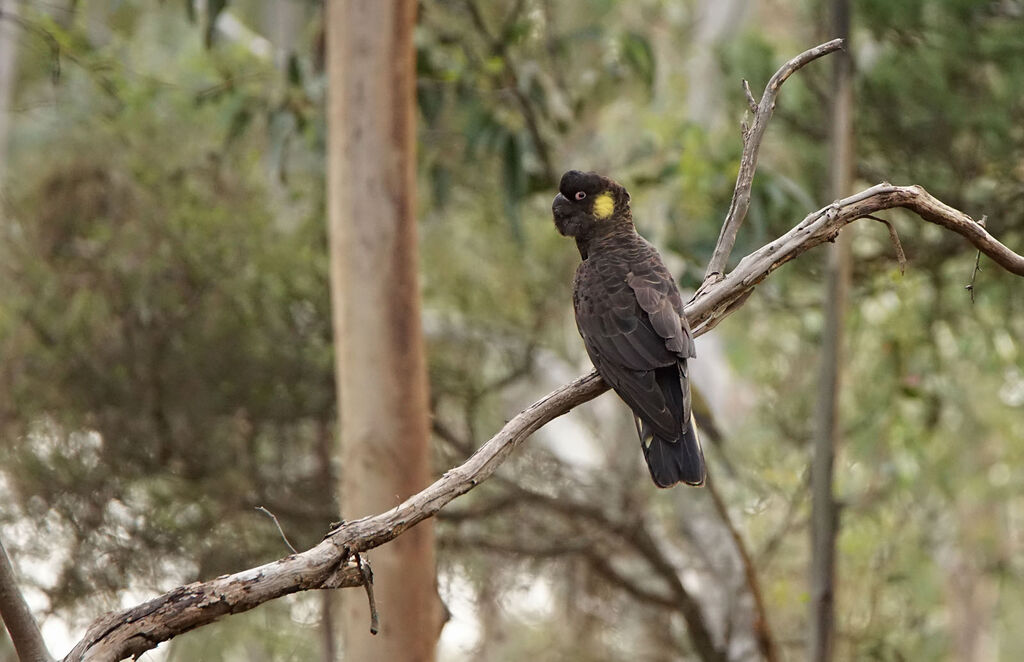 Yellow-tailed Black Cockatoo