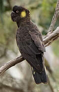 Yellow-tailed Black Cockatoo