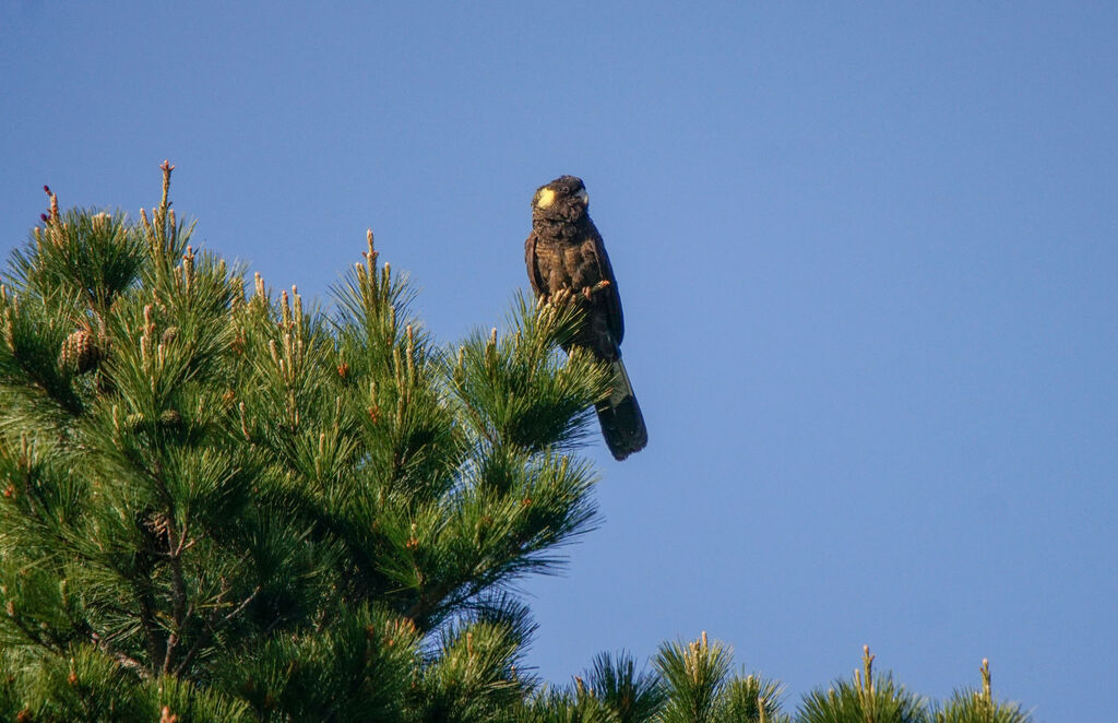 Yellow-tailed Black Cockatoo