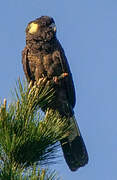 Yellow-tailed Black Cockatoo