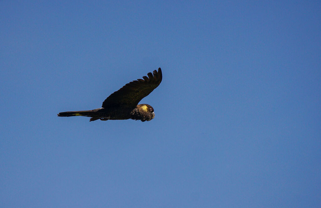 Yellow-tailed Black Cockatoo