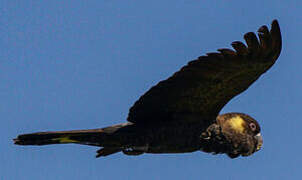 Yellow-tailed Black Cockatoo