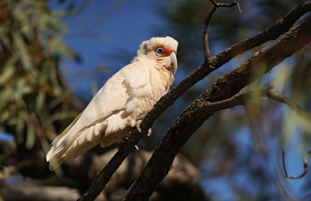 Long-billed Corella