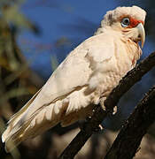 Long-billed Corella