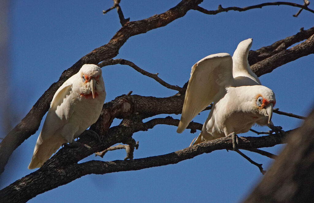 Long-billed Corellaadult