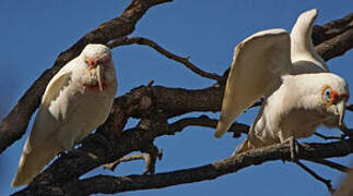 Long-billed Corella