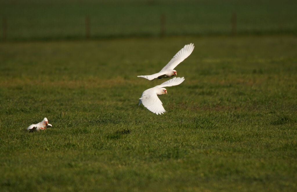 Long-billed Corella