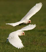 Long-billed Corella