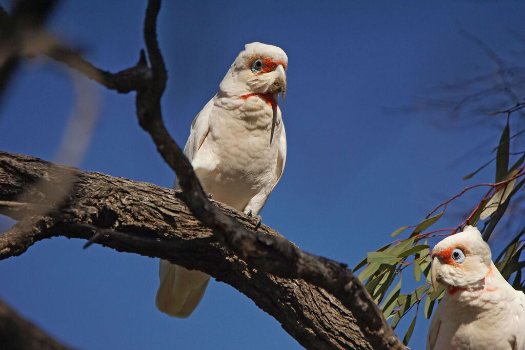 Long-billed Corella