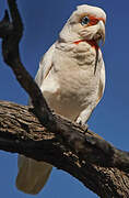 Long-billed Corella