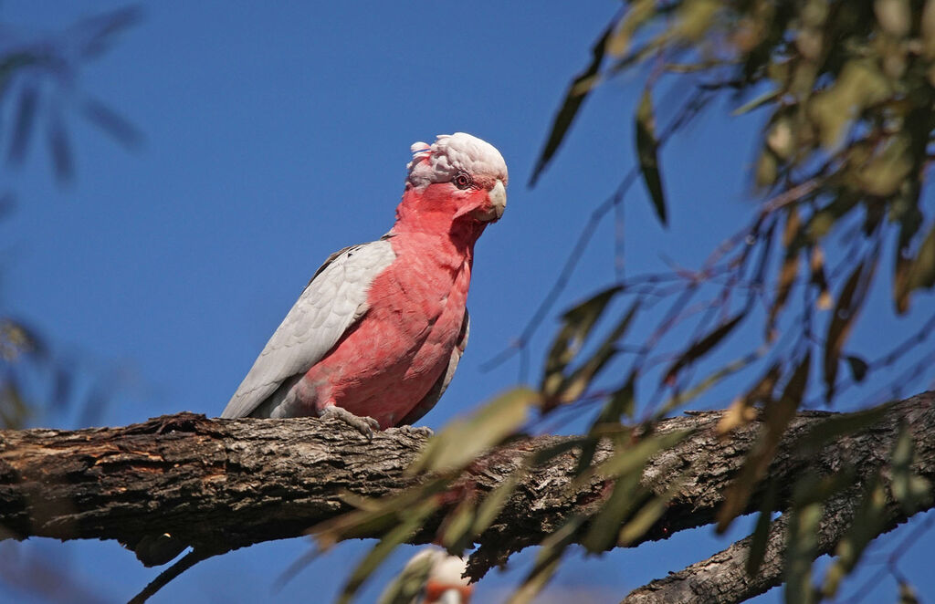 Galah