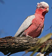 Galah