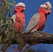 Galah