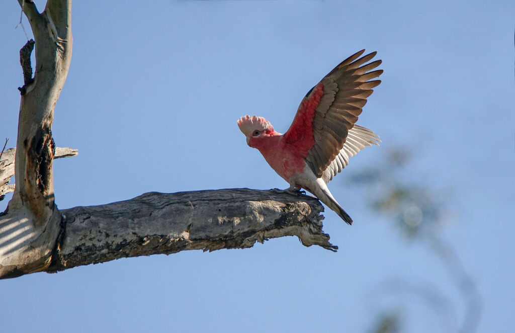 Galah