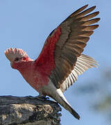 Galah