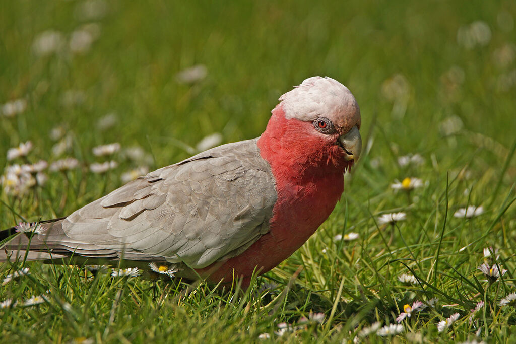 Galah