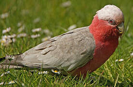 Galah