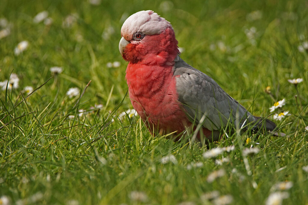 Galah