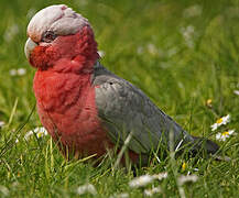 Galah