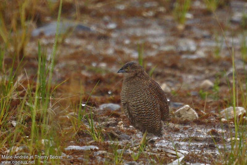 Brown Quailadult, Behaviour