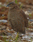 Brown Quail