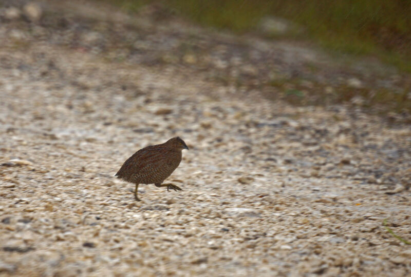 Brown Quail