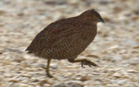 Brown Quail