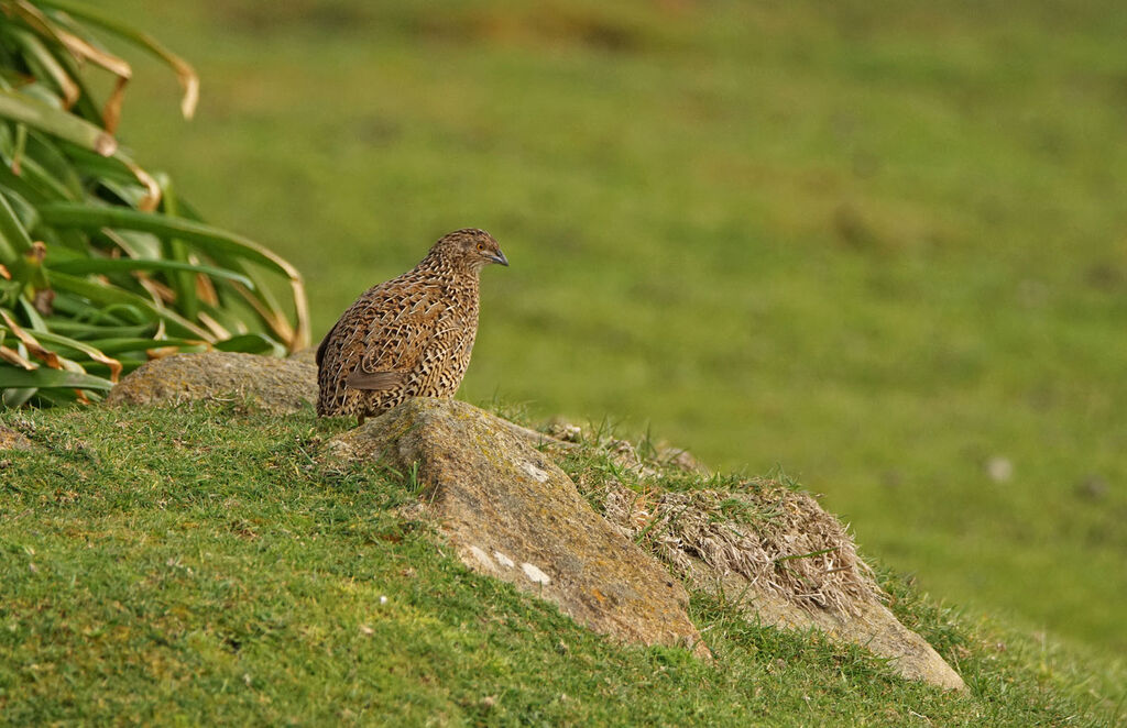 Brown Quail