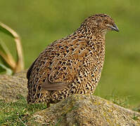 Brown Quail