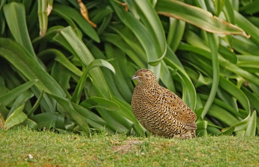 Brown Quail