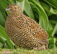 Brown Quail