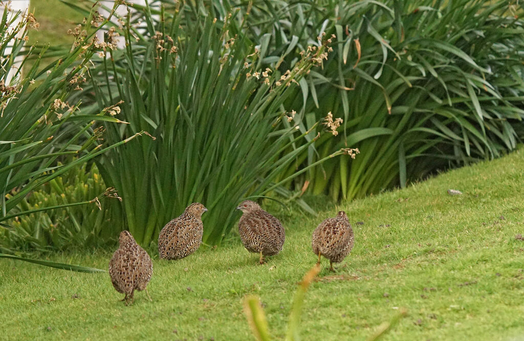 Brown Quail