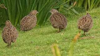 Brown Quail